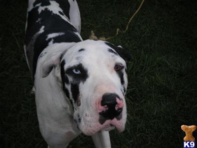 Dogs - Great Dane